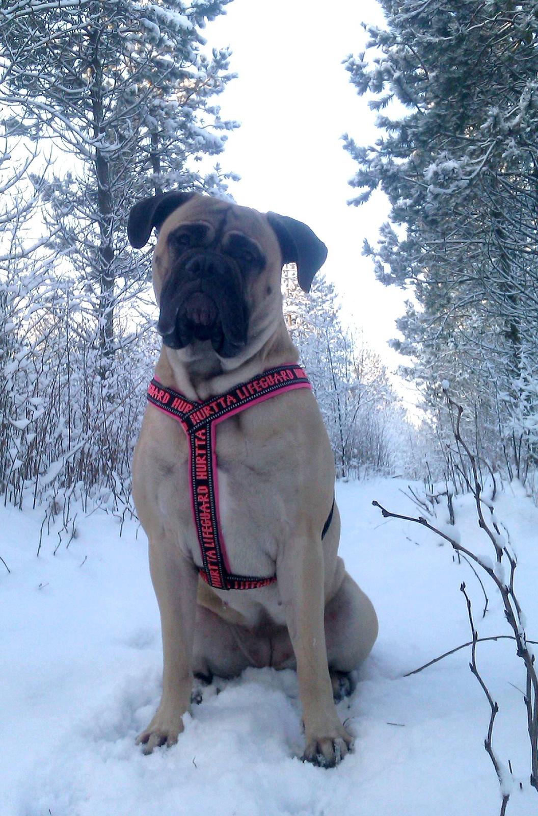 Bullmastiff Raya (Bullgrin's 'N Librrani No Mercy) billede 24