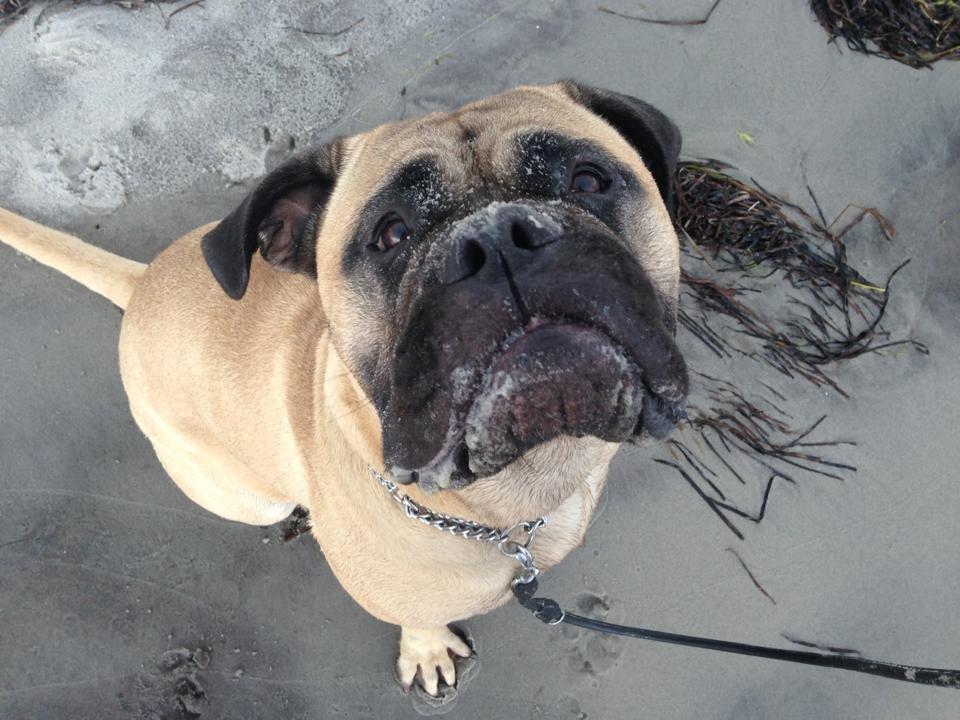 Bullmastiff Raya (Bullgrin's 'N Librrani No Mercy) billede 25