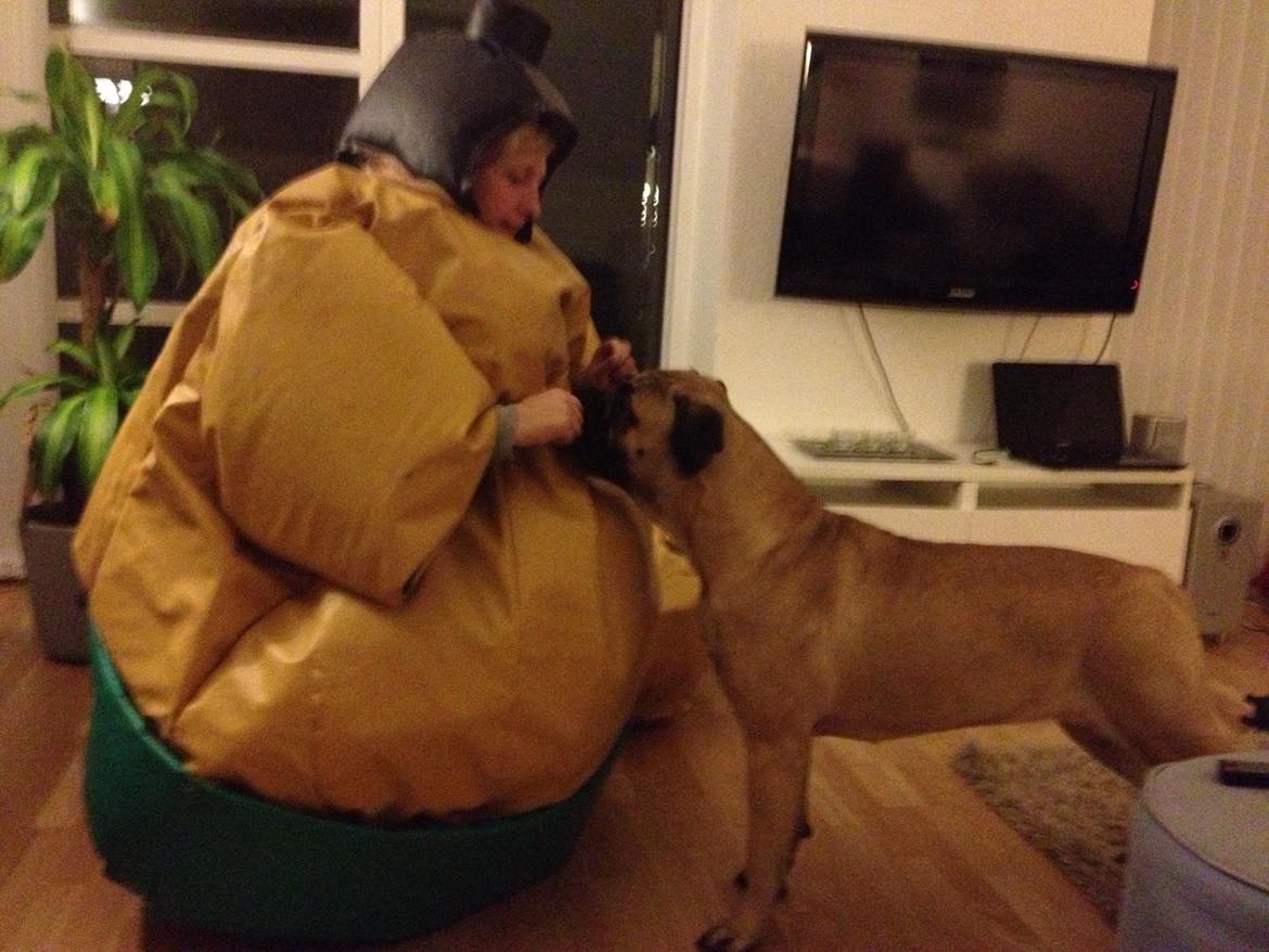 Bullmastiff Raya (Bullgrin's 'N Librrani No Mercy) billede 26