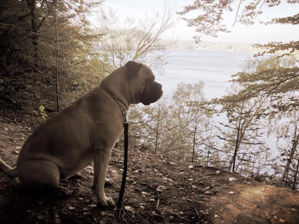 Bullmastiff Raya (Bullgrin's 'N Librrani No Mercy) billede 27