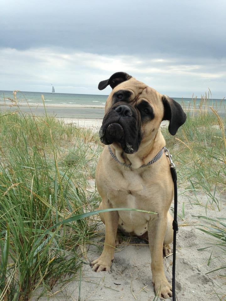 Bullmastiff Raya (Bullgrin's 'N Librrani No Mercy) billede 28