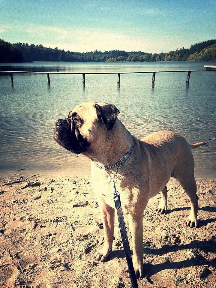 Bullmastiff Raya (Bullgrin's 'N Librrani No Mercy) billede 31