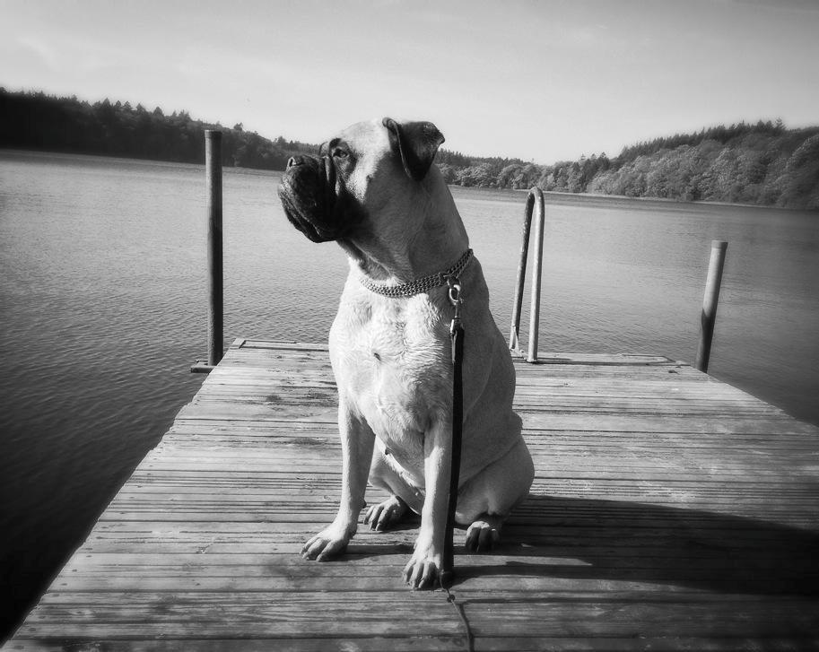 Bullmastiff Raya (Bullgrin's 'N Librrani No Mercy) billede 2