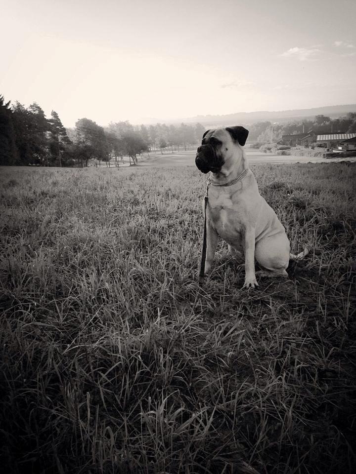 Bullmastiff Raya (Bullgrin's 'N Librrani No Mercy) billede 33