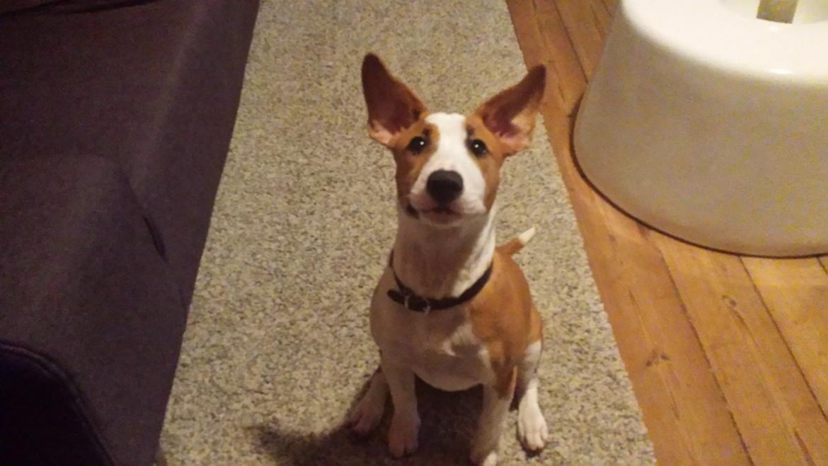 Blanding af racer Vega billede 25