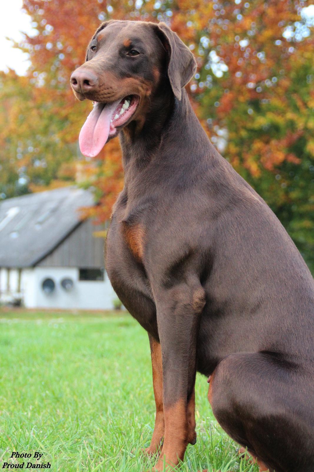 Dobermann DKKV13 AJW13 LUCH Proud Danish Flying Indian Girl billede 47
