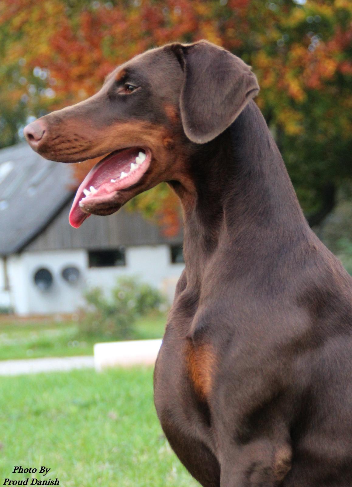 Dobermann DKKV13 AJW13 LUCH Proud Danish Flying Indian Girl billede 48