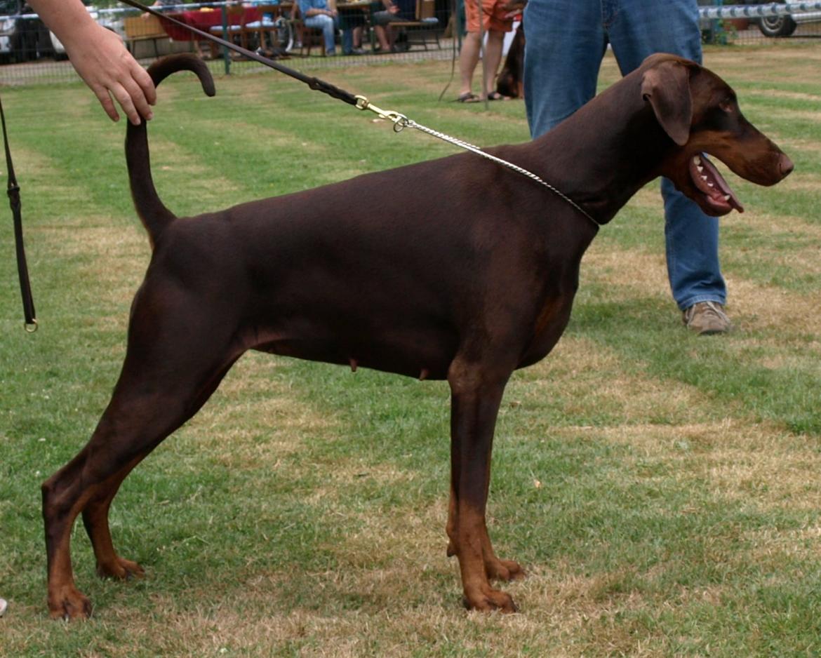 Dobermann Brown Chief Ayden billede 1