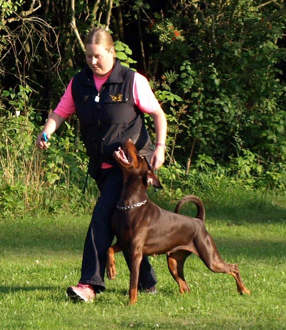 Dobermann Brown Chief Ayden billede 2