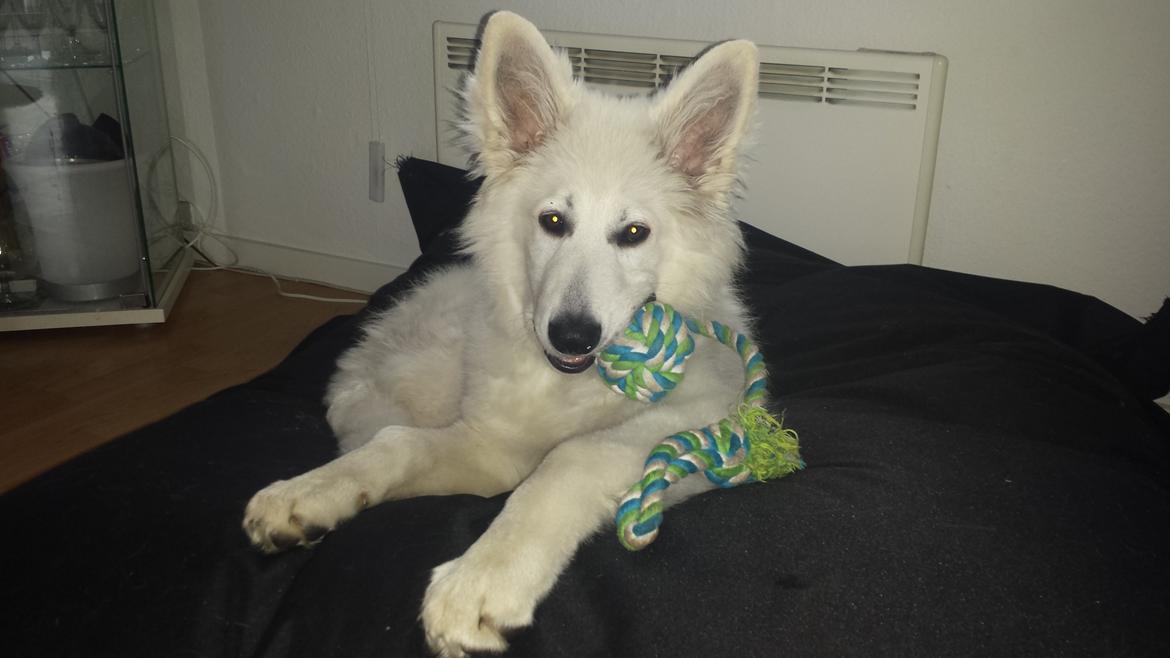 Hvid schæfer Kenzo billede 15