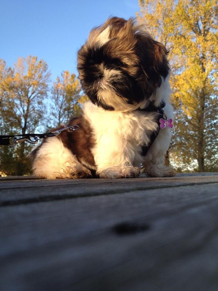 Shih tzu Liva billede 16