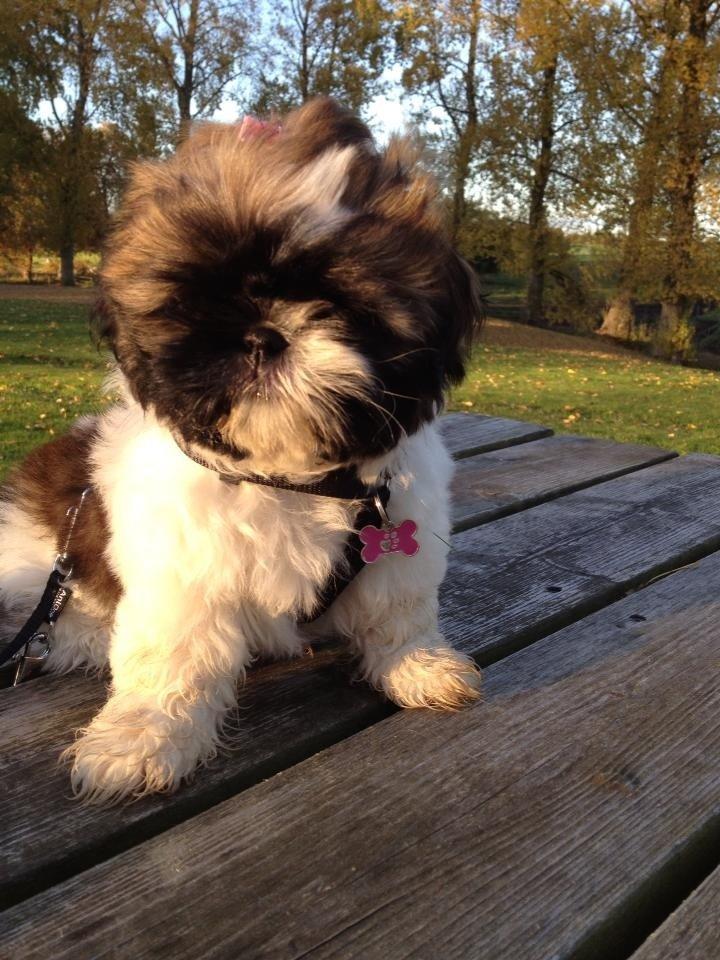 Shih tzu Liva billede 17