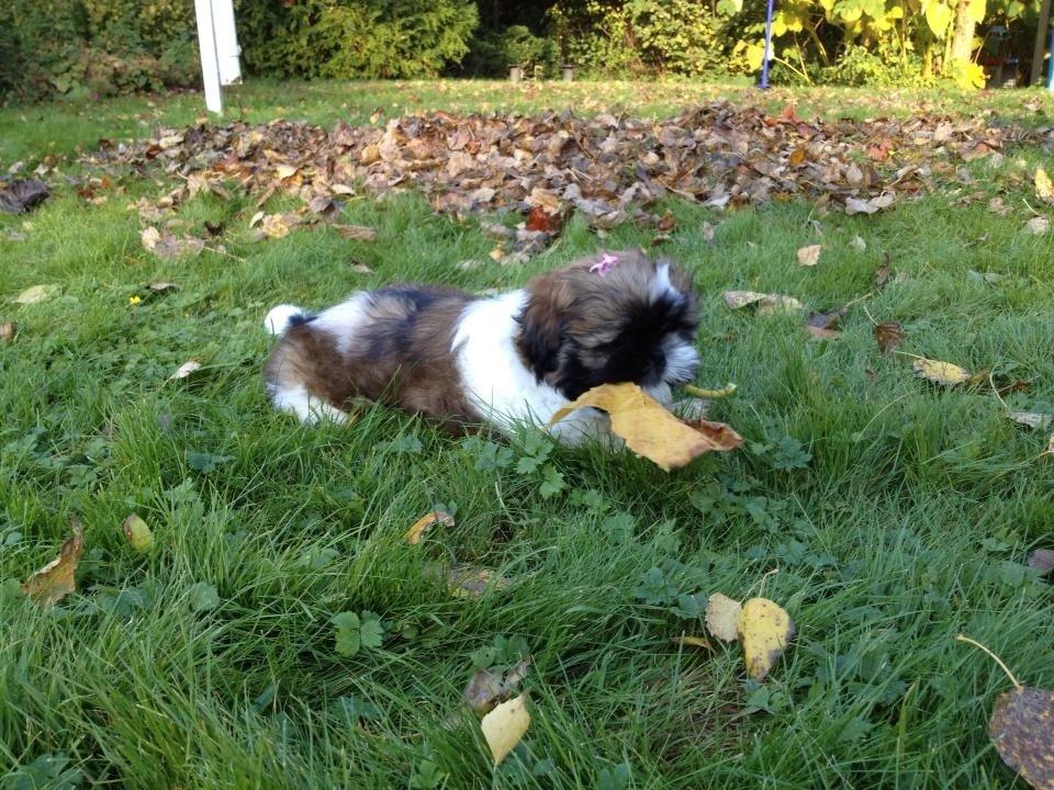 Shih tzu Liva billede 18