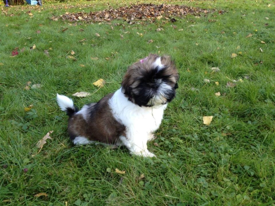 Shih tzu Liva billede 19