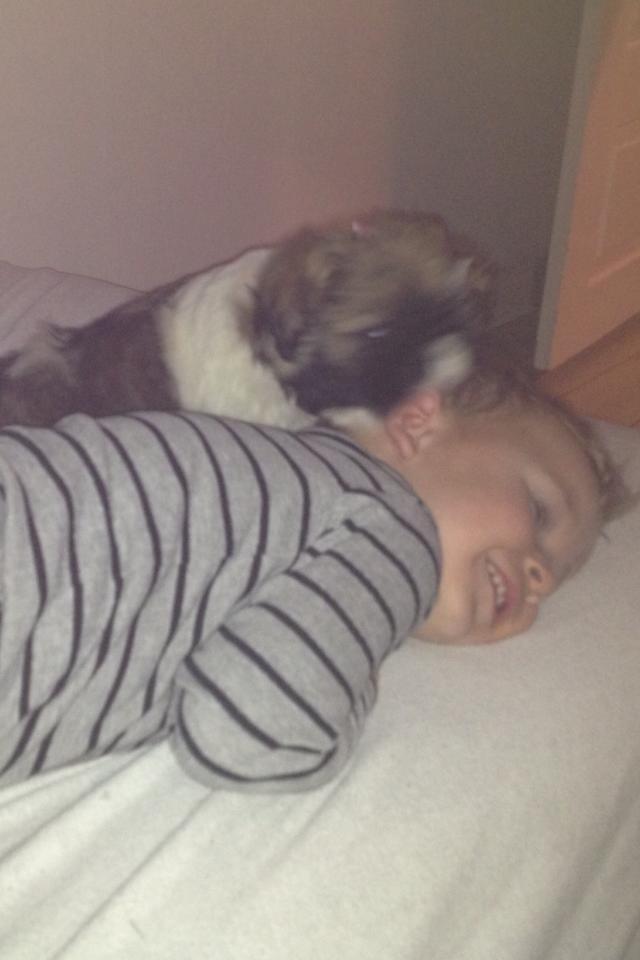 Shih tzu Liva billede 20