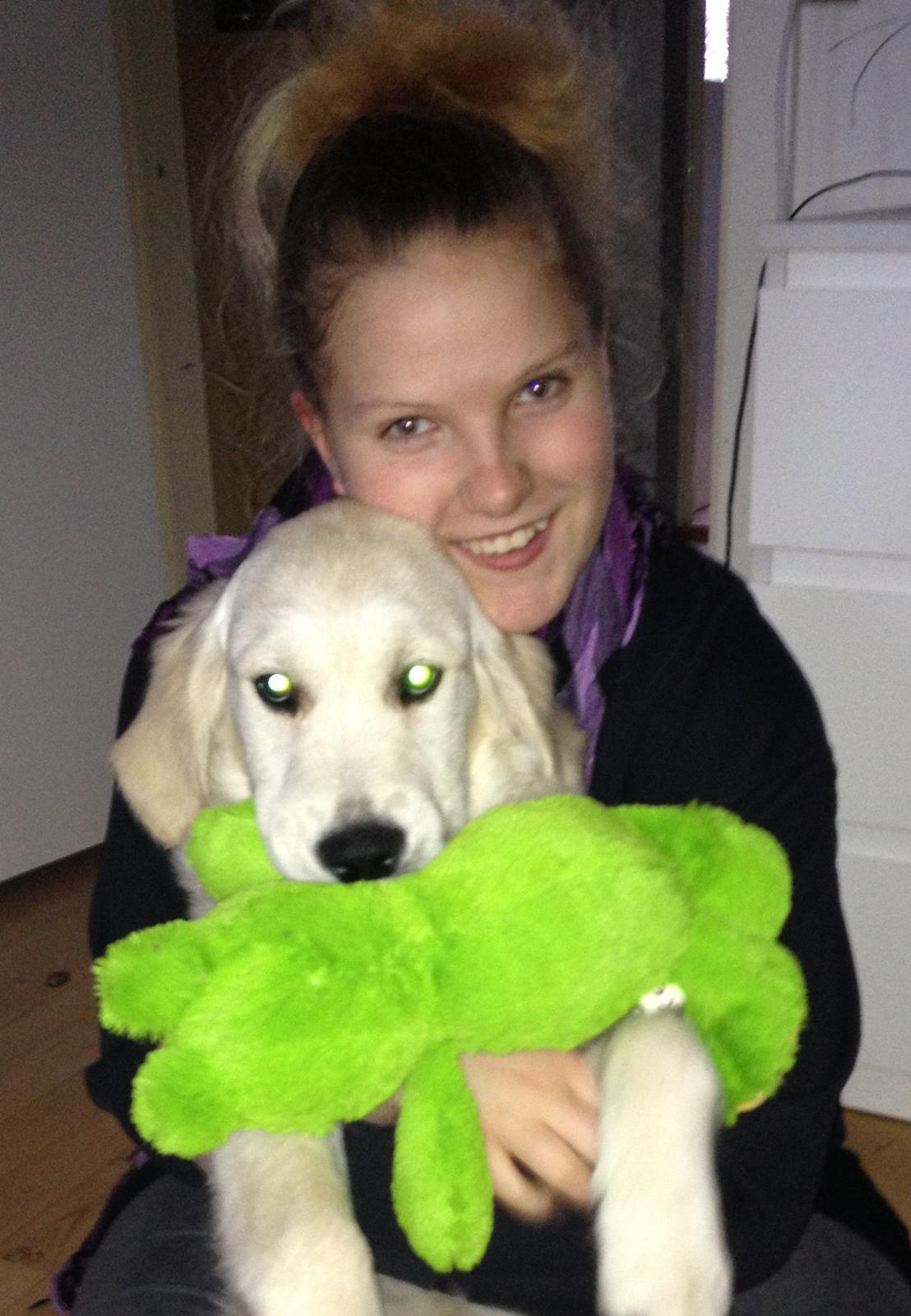 Golden retriever Bastian(Xabax) billede 1