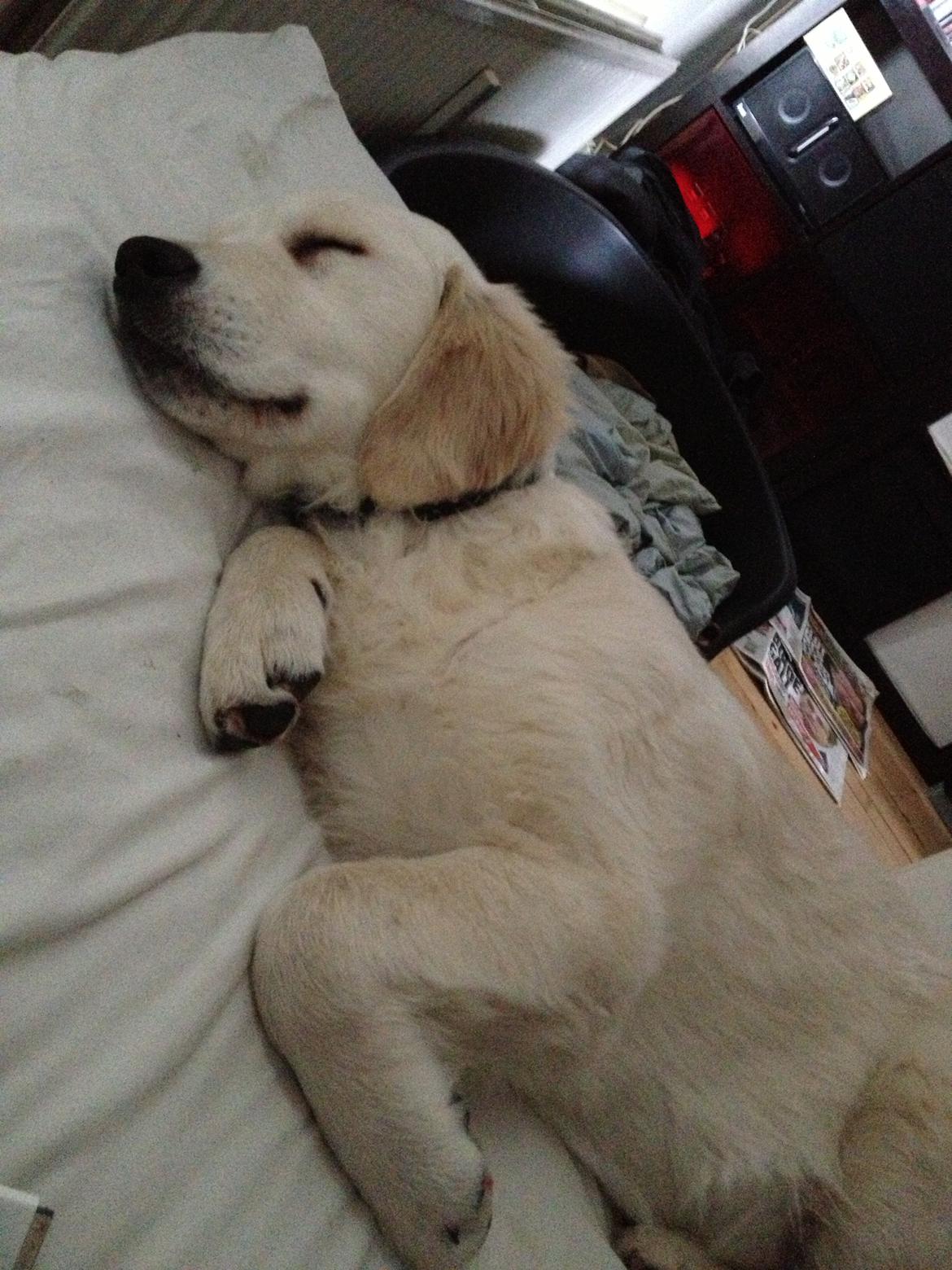 Golden retriever Bastian(Xabax) billede 3