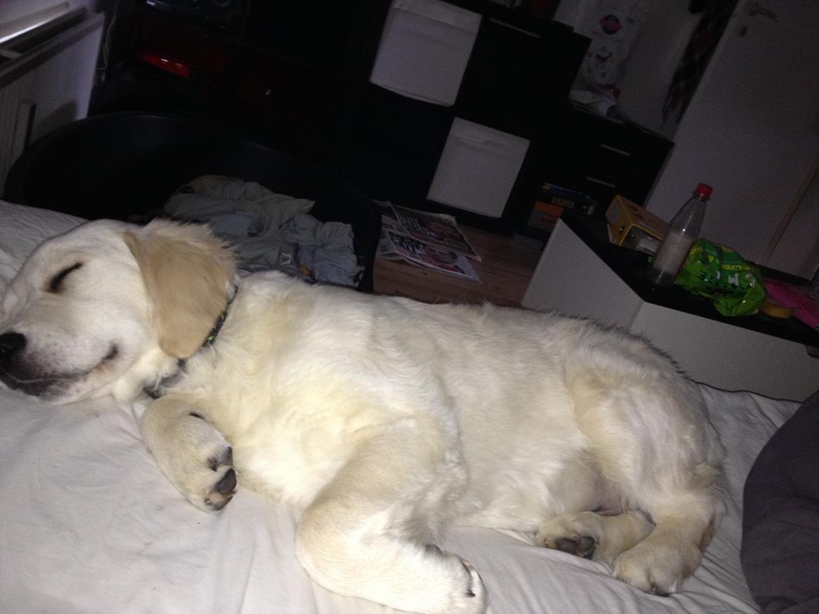 Golden retriever Bastian(Xabax) billede 4