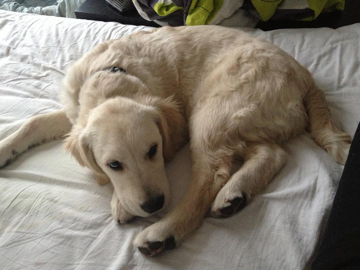 Golden retriever Bastian(Xabax) billede 5