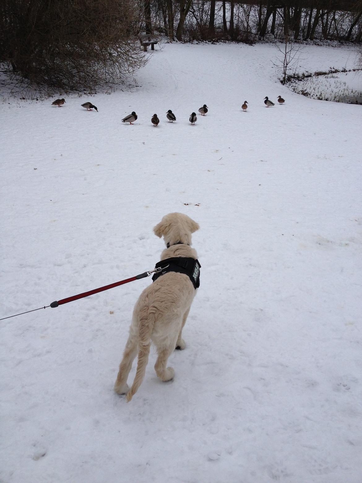 Golden retriever Bastian(Xabax) billede 7