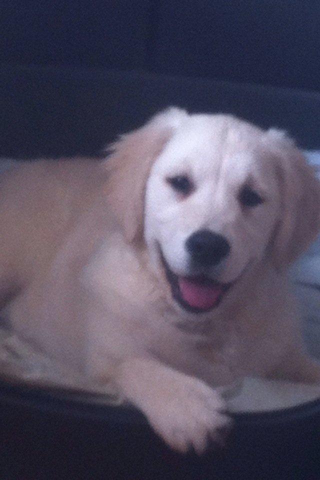 Golden retriever Bastian(Xabax) billede 2