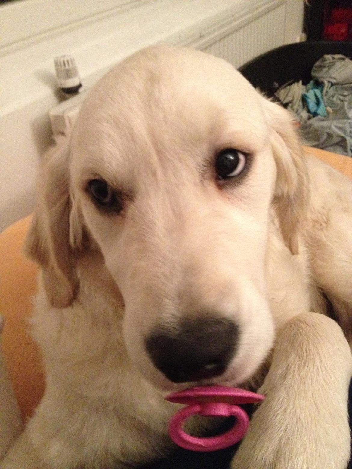 Golden retriever Bastian(Xabax) billede 6