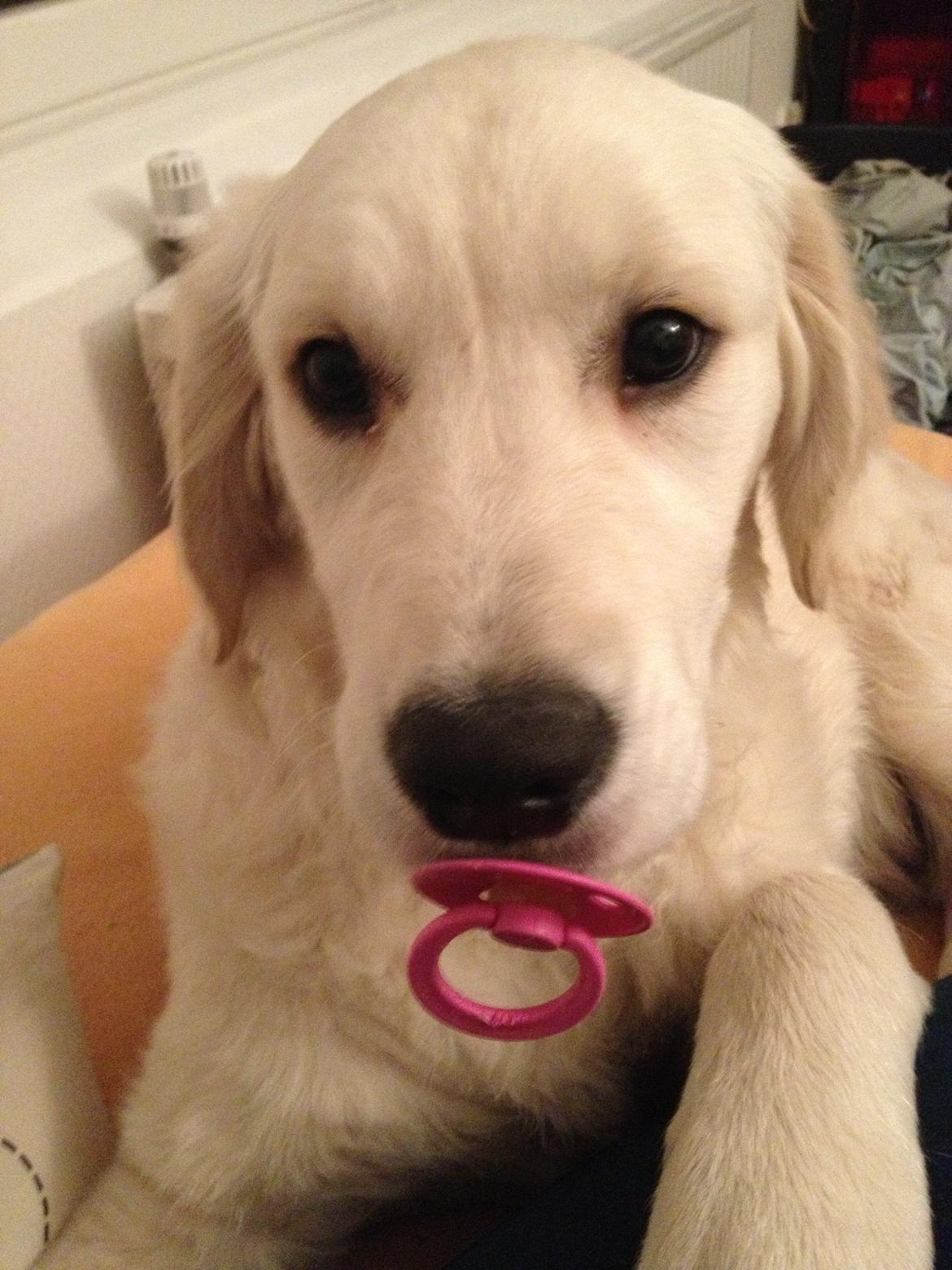 Golden retriever Bastian(Xabax) billede 8