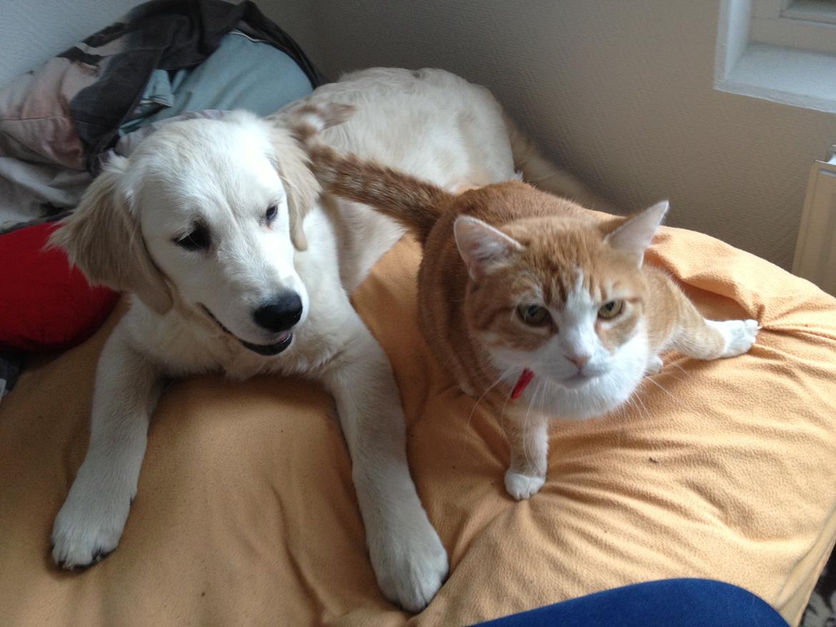 Golden retriever Bastian(Xabax) billede 9