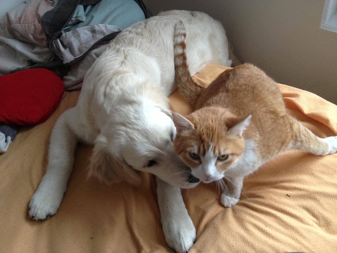 Golden retriever Bastian(Xabax) billede 10