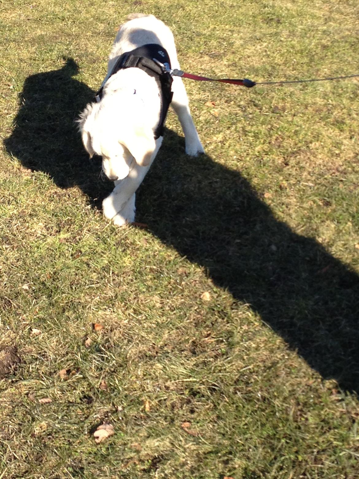 Golden retriever Bastian(Xabax) billede 11