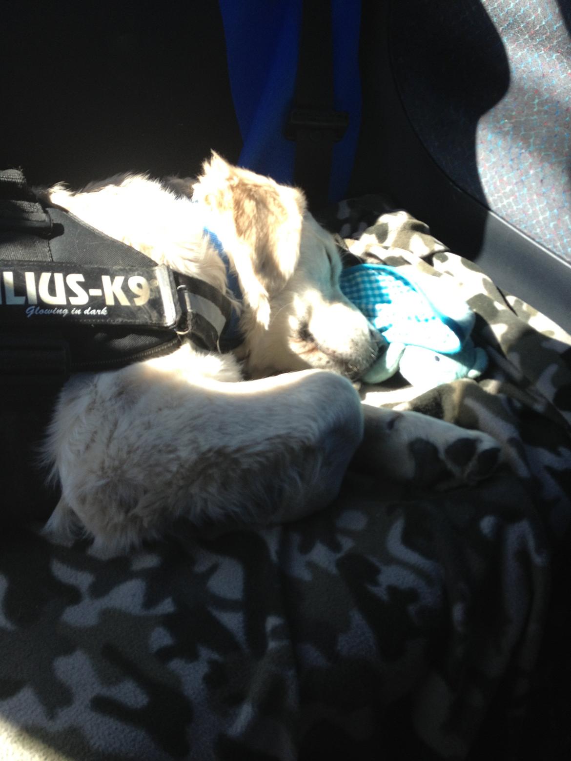 Golden retriever Bastian(Xabax) billede 12