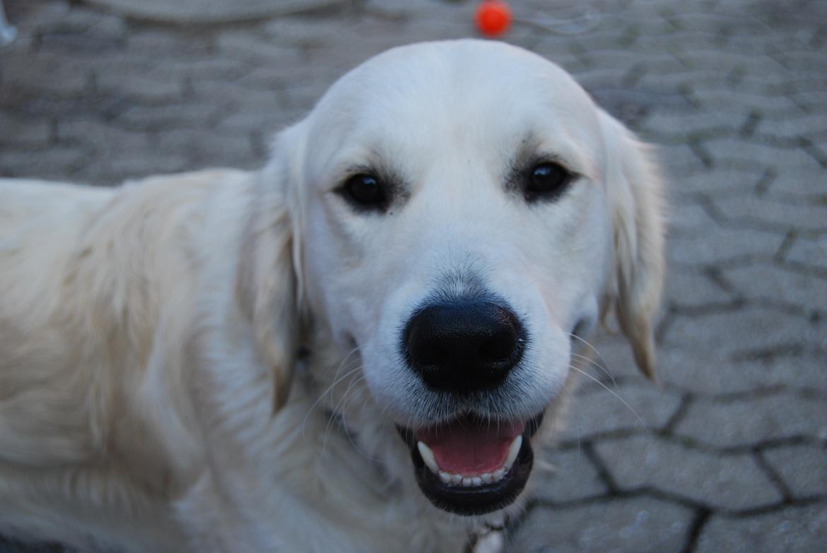 Golden retriever Bastian(Xabax) billede 13