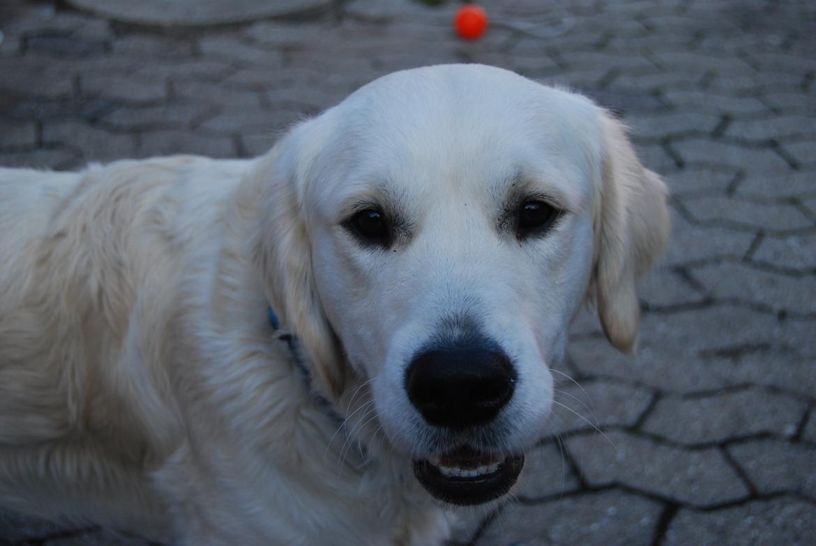 Golden retriever Bastian(Xabax) billede 14