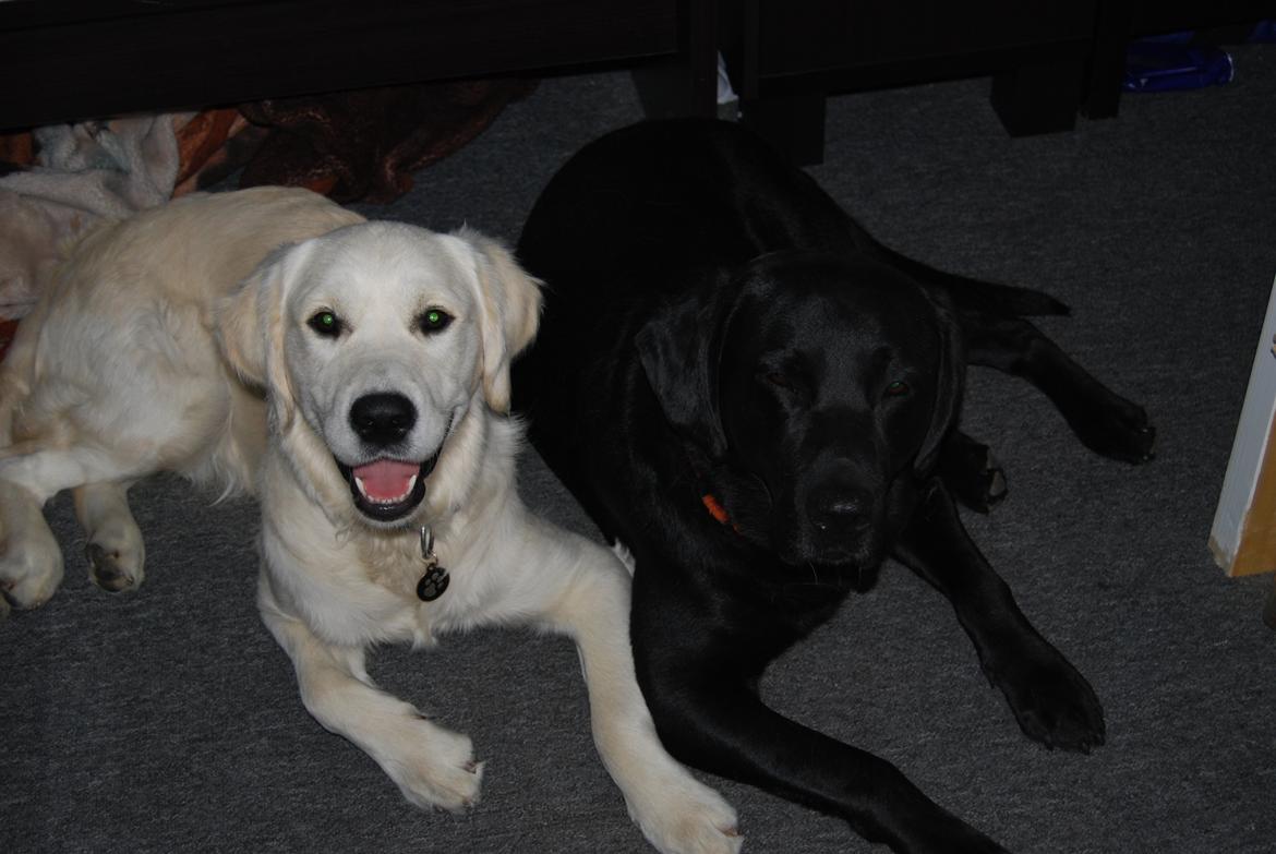 Golden retriever Bastian(Xabax) billede 15