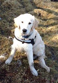 Golden retriever Bastian(Xabax) billede 16