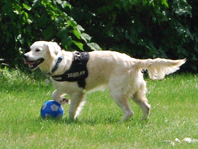 Golden retriever Bastian(Xabax) billede 17
