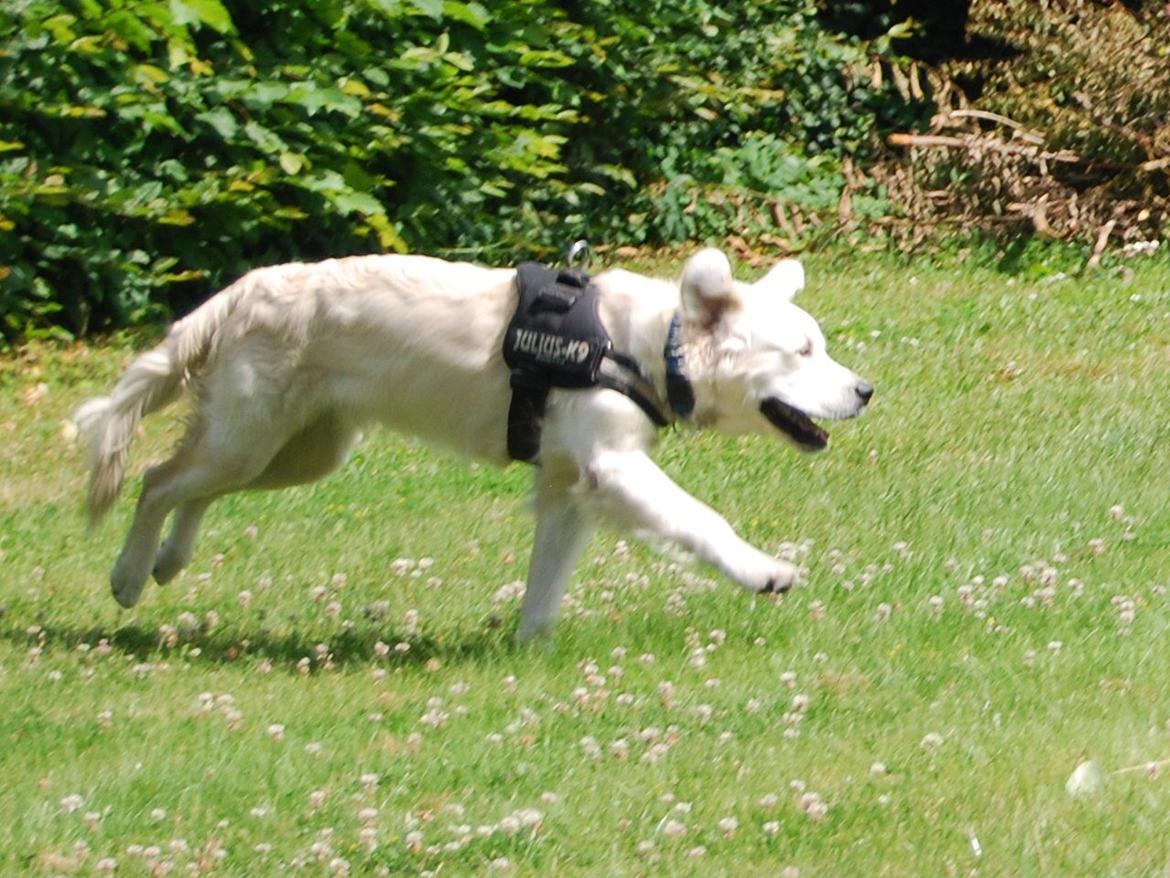 Golden retriever Bastian(Xabax) billede 18