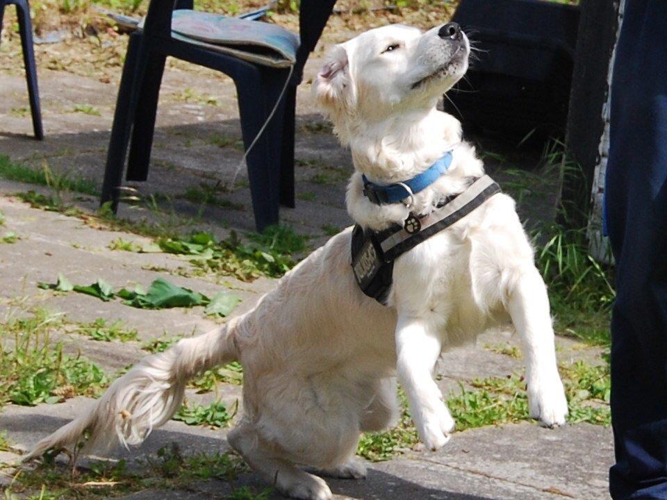 Golden retriever Bastian(Xabax) billede 19