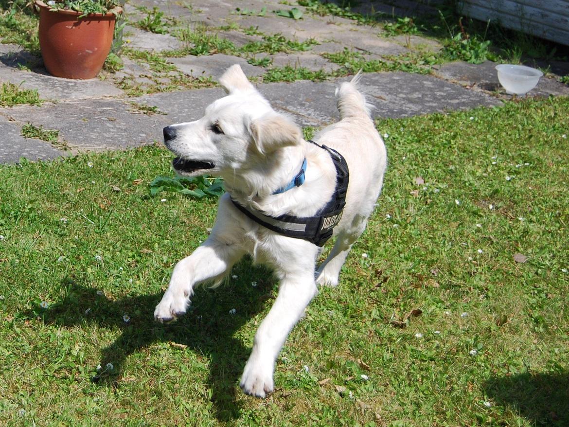 Golden retriever Bastian(Xabax) billede 20