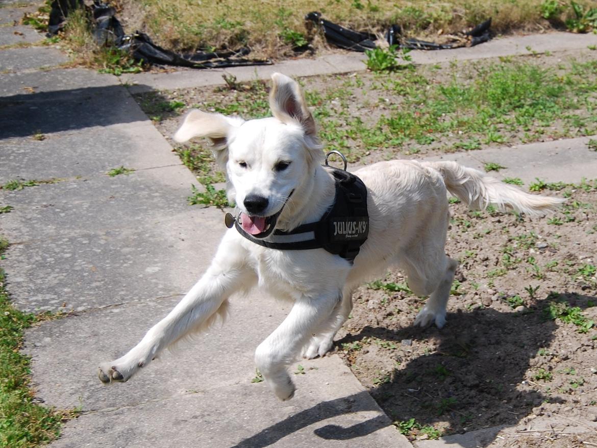 Golden retriever Bastian(Xabax) billede 21