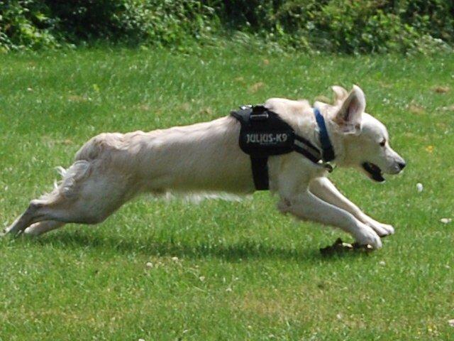 Golden retriever Bastian(Xabax) billede 22