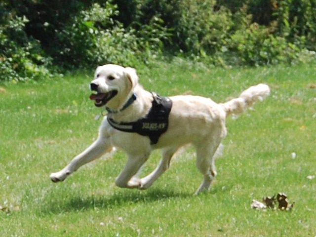 Golden retriever Bastian(Xabax) billede 23