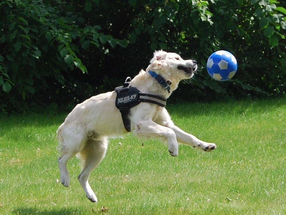 Golden retriever Bastian(Xabax) billede 24