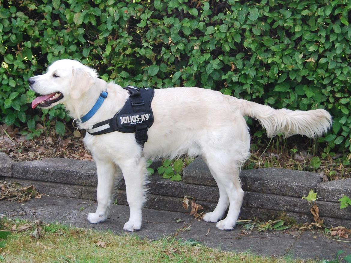 Golden retriever Bastian(Xabax) billede 26