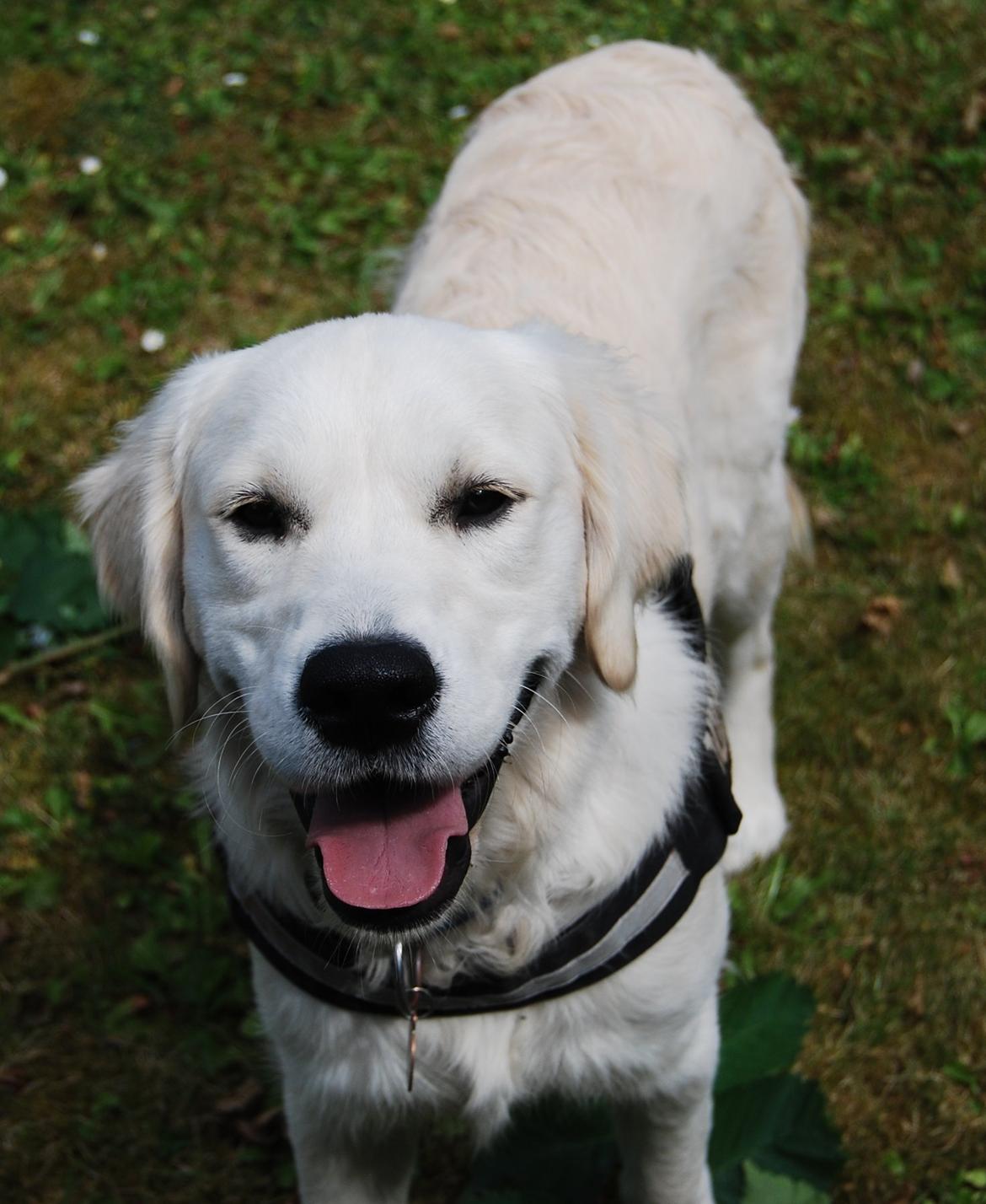 Golden retriever Bastian(Xabax) billede 27