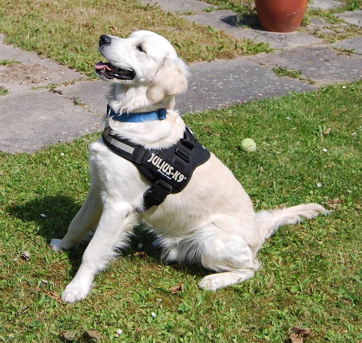 Golden retriever Bastian(Xabax) billede 28