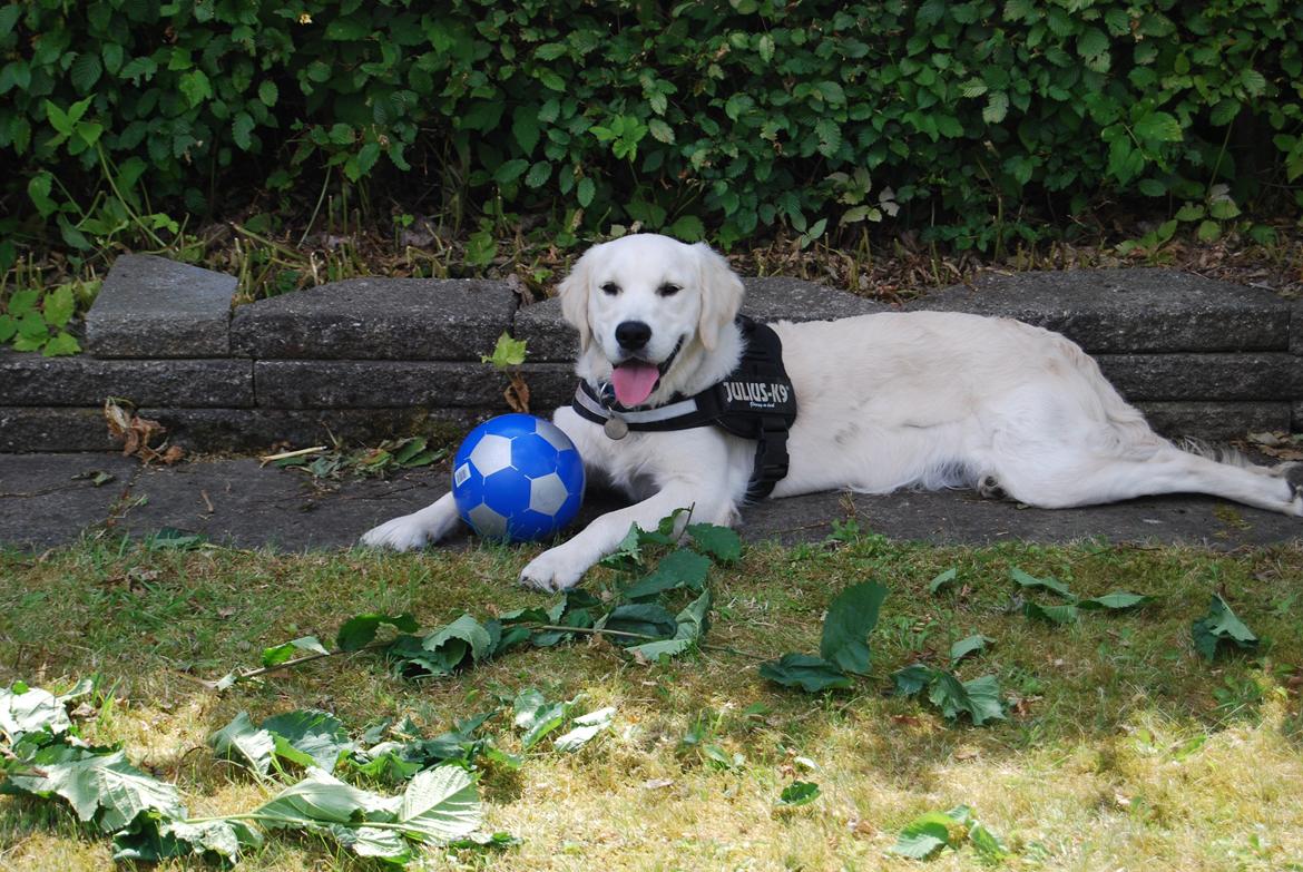 Golden retriever Bastian(Xabax) billede 29