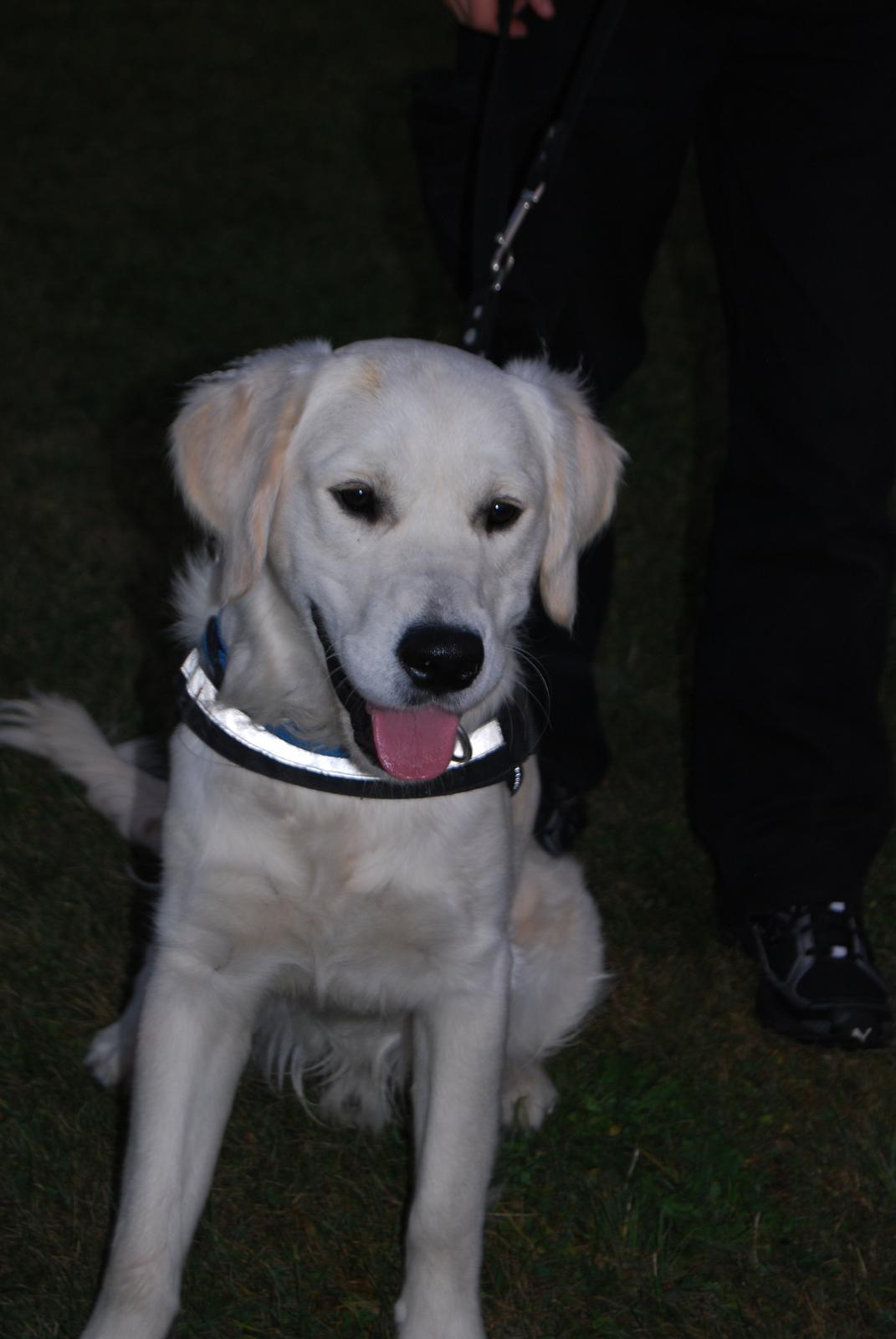 Golden retriever Bastian(Xabax) billede 30