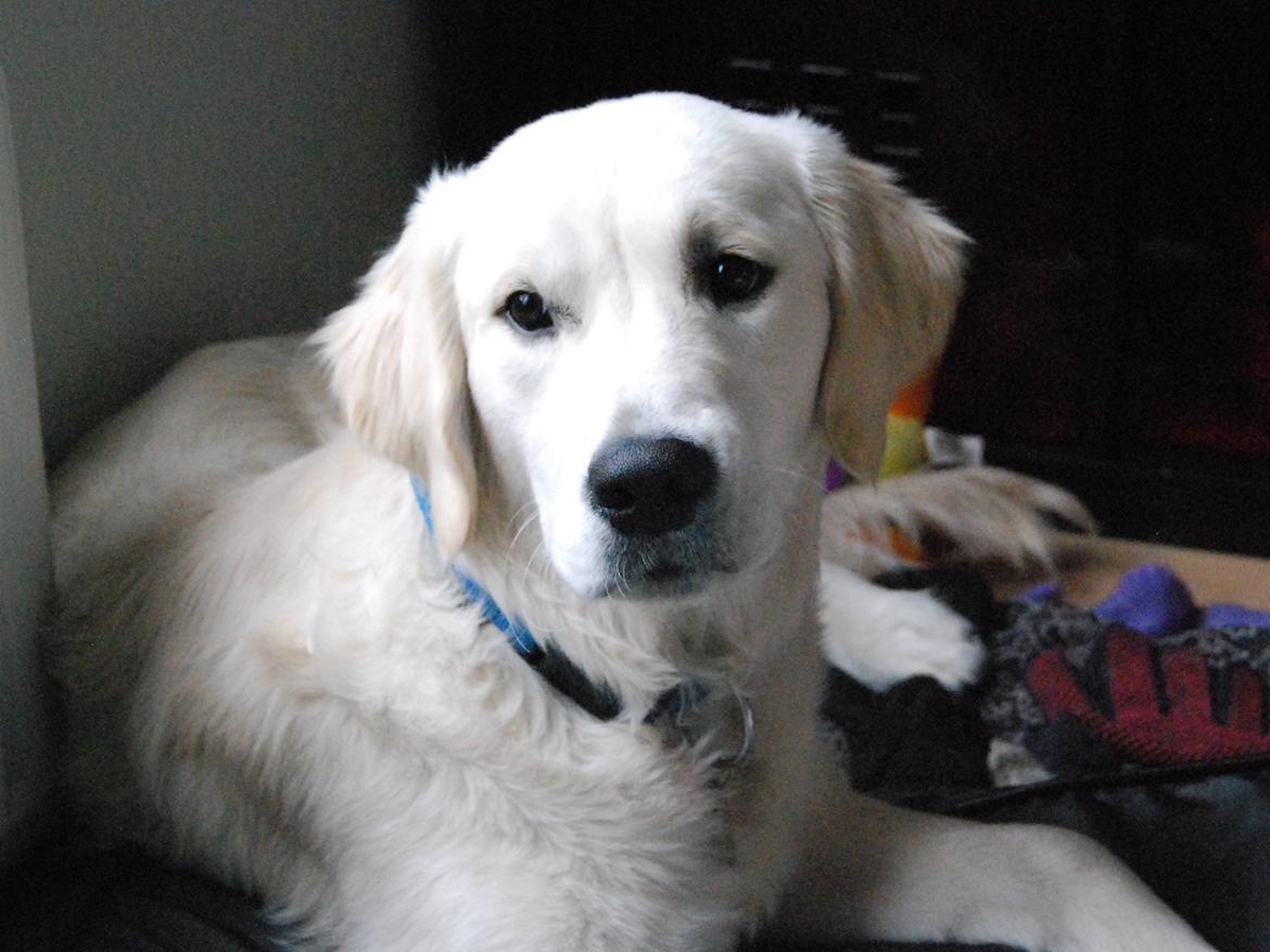 Golden retriever Bastian(Xabax) billede 31