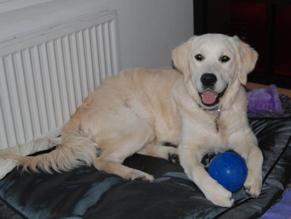 Golden retriever Bastian(Xabax) billede 32